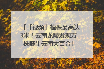 「视频」植株最高达3米！云南龙陵发现万株野生云南大百合