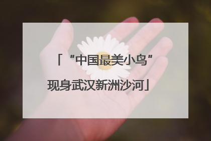 “中国最美小鸟”现身武汉新洲沙河