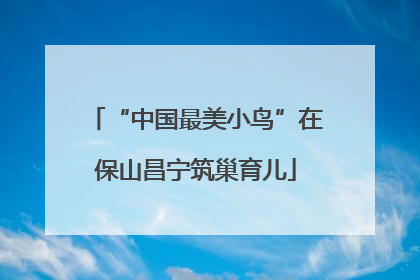 “中国最美小鸟”在保山昌宁筑巢育儿