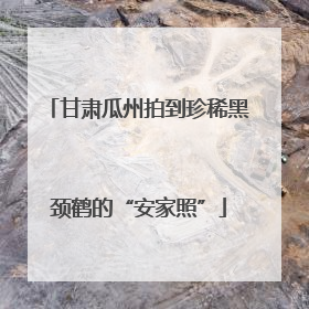 甘肃瓜州拍到珍稀黑颈鹤的“安家照”