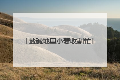 盐碱地里小麦收割忙