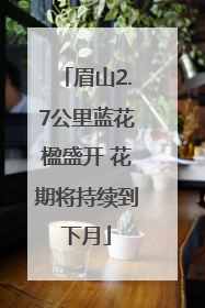 眉山2.7公里蓝花楹盛开 花期将持续到下月