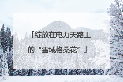 绽放在电力天路上的“雪域格桑花”