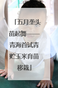 五月垄头苗起舞——青海首试青贮玉米育苗移栽