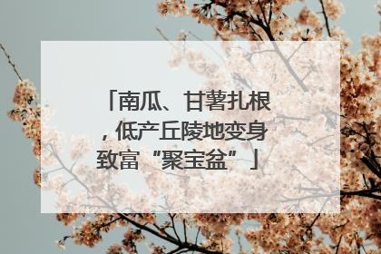 南瓜、甘薯扎根，低产丘陵地变身致富“聚宝盆”