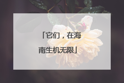 它们，在海南生机无限
