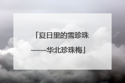 夏日里的雪珍珠——华北珍珠梅