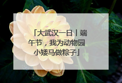 大武汉一日丨端午节，我为动物园小矮马做粽子