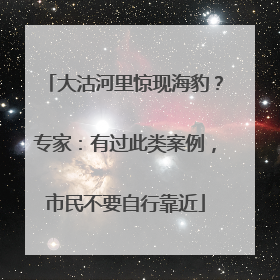 大沽河里惊现海豹？专家：有过此类案例，市民不要自行靠近