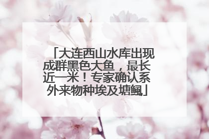 大连西山水库出现成群黑色大鱼，最长近一米！专家确认系外来物种埃及塘鲺