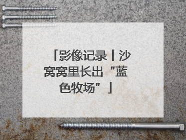 影像记录丨沙窝窝里长出“蓝色牧场”