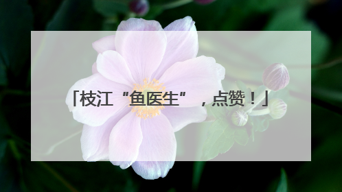 枝江“鱼医生”，点赞！