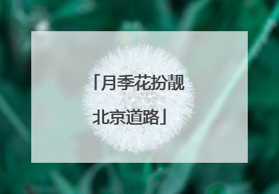 月季花扮靓北京道路