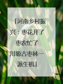 河南乡村振兴：枣花开了 枣农忙了 川塬古枣林一派生机
