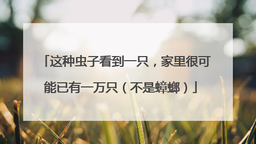 这种虫子看到一只，家里很可能已有一万只（不是蟑螂）