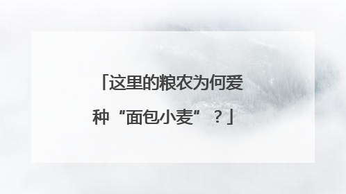 这里的粮农为何爱种“面包小麦”？
