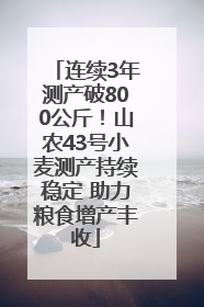 连续3年测产破800公斤！山农43号小麦测产持续稳定 助力粮食增产丰收