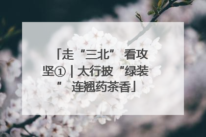 走“三北” 看攻坚①|太行披“绿装” 连翘药茶香
