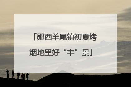 郧西羊尾镇初夏烤烟地里好“丰”景