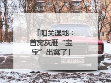 阳关湿地：首窝灰雁“宝宝”出窝了