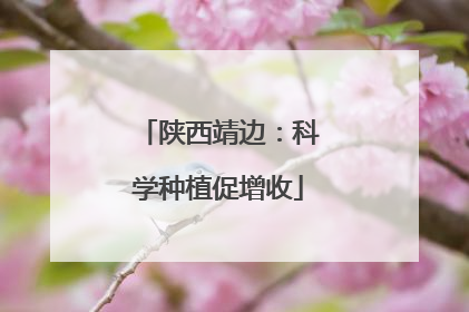 陕西靖边：科学种植促增收