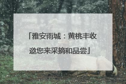雅安雨城：黄桃丰收 邀您来采摘和品尝