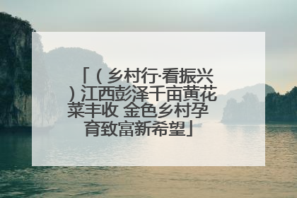 （乡村行·看振兴）江西彭泽千亩黄花菜丰收 金色乡村孕育致富新希望