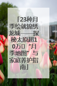 23种月季绘就锦绣龙城——探秘太原超10万㎡“月季地图”与家庭养护指南